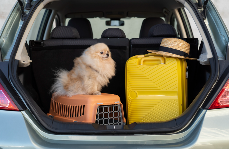 How to Make Pet Travel Stress-Free During a Long-Distance Move