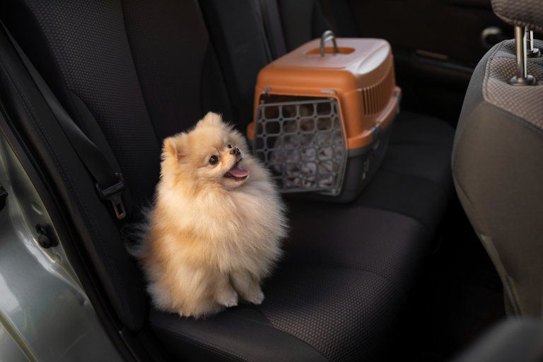 How to Choose the Best Pet Transportation Company for Your Furry Friend