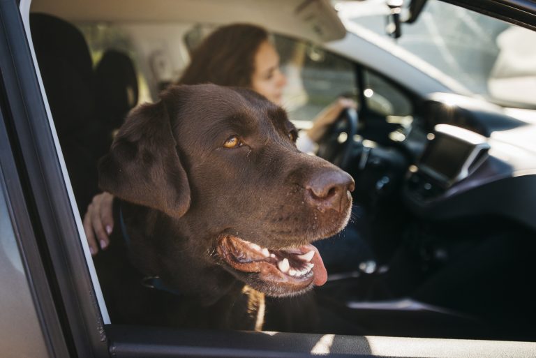 How to Safely Transport Large K9 Dogs in NYC: Tips for Owners & What Professionals Provide