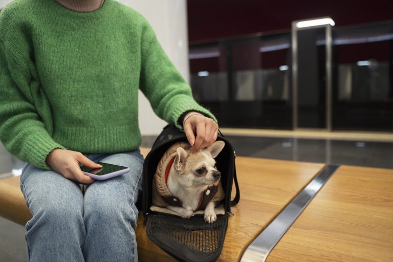 How Pet Chauffeur Helped Shape the Pet Transportation Industry